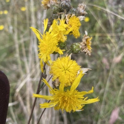 Podolepis jaceoides (Showy Copper-wire Daisy) at Booth, ACT - 14 Mar 2022 by RAllen