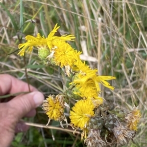 Podolepis jaceoides at Booth, ACT - 14 Mar 2022