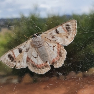 Crypsiphona ocultaria at Gundaroo, NSW - 15 Mar 2022 04:02 PM