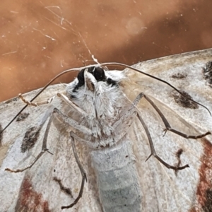 Crypsiphona ocultaria at Gundaroo, NSW - 15 Mar 2022 04:02 PM