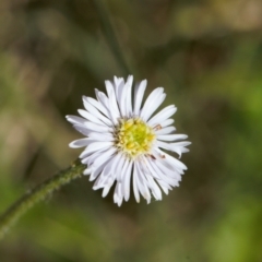 Lagenophora stipitata (Common Lagenophora) at Booth, ACT - 14 Mar 2022 by RAllen