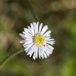 Lagenophora stipitata at Booth, ACT - 14 Mar 2022