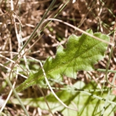 Lagenophora stipitata at Booth, ACT - 14 Mar 2022