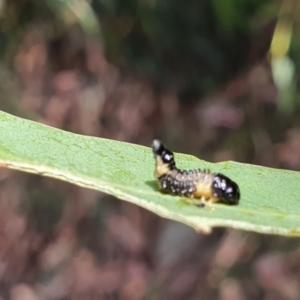 Paropsis atomaria at Gundaroo, NSW - 10 Mar 2022