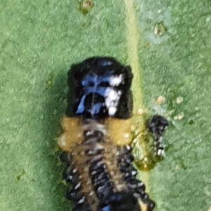 Paropsis atomaria at Gundaroo, NSW - 10 Mar 2022