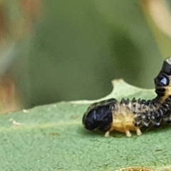 Paropsis atomaria at Gundaroo, NSW - 10 Mar 2022