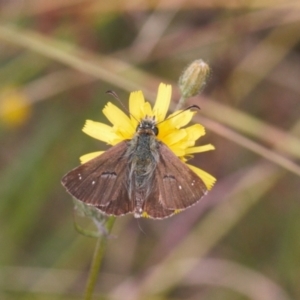 Atkinsia dominula at Booth, ACT - 14 Mar 2022