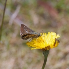 Atkinsia dominula at Booth, ACT - suppressed