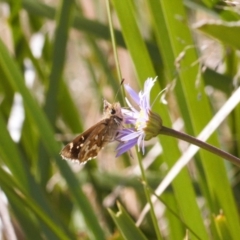 Atkinsia dominula (Two-brand grass-skipper) at Mount Clear, ACT - 14 Mar 2022 by RAllen