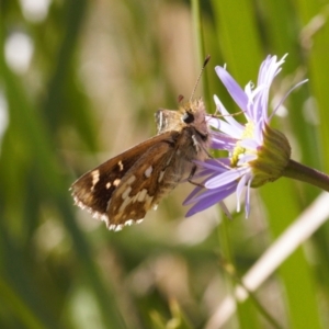 Atkinsia dominula at Mount Clear, ACT - 14 Mar 2022