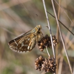 Atkinsia dominula at Mount Clear, ACT - 14 Mar 2022