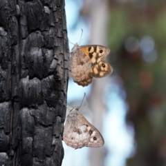 Geitoneura klugii (Marbled Xenica) at Booth, ACT - 14 Mar 2022 by RAllen