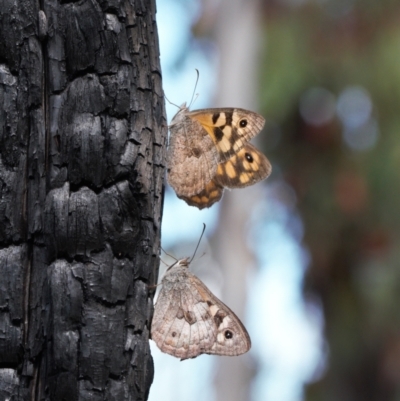 Geitoneura klugii (Marbled Xenica) at Booth, ACT - 14 Mar 2022 by RAllen