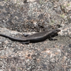 Egernia saxatilis at Booth, ACT - 14 Mar 2022