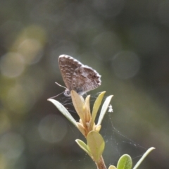 Theclinesthes serpentata (Saltbush Blue) at Red Hill, ACT - 12 Mar 2022 by RAllen