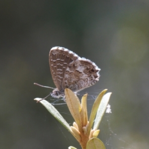 Theclinesthes serpentata at Red Hill, ACT - 12 Mar 2022 01:06 PM