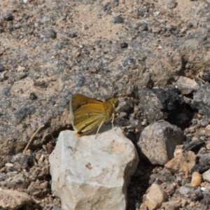 Trapezites luteus at Red Hill, ACT - 12 Mar 2022