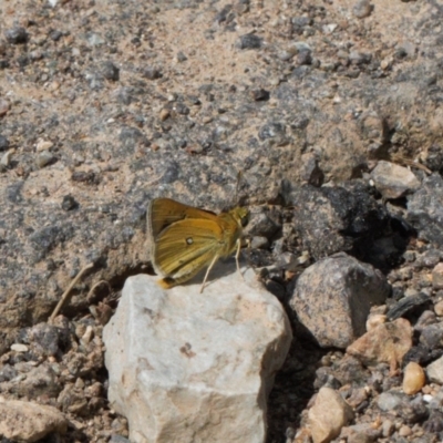 Trapezites luteus (Yellow Ochre, Rare White-spot Skipper) at Red Hill, ACT - 12 Mar 2022 by RAllen