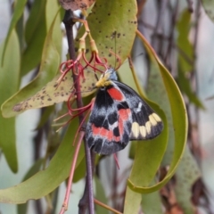 Delias harpalyce (Imperial Jezebel) at Theodore, ACT - 12 Mar 2022 by RAllen