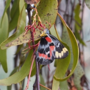 Delias harpalyce at Theodore, ACT - 12 Mar 2022 03:14 PM