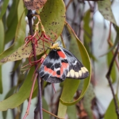 Delias harpalyce at Theodore, ACT - 12 Mar 2022 03:14 PM