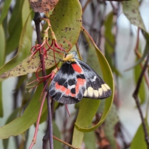 Delias harpalyce at Theodore, ACT - 12 Mar 2022 03:14 PM