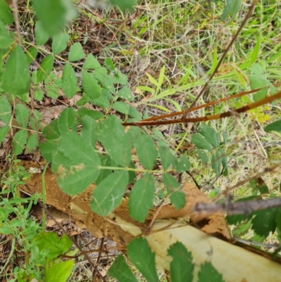 Sorbus domestica (Service Tree) at Molonglo Valley, ACT - 16 Mar 2022 by Mike