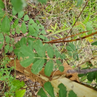 Sorbus domestica (Service Tree) at Molonglo Valley, ACT - 15 Mar 2022 by Mike