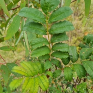 Sorbus domestica at Molonglo Valley, ACT - 16 Mar 2022