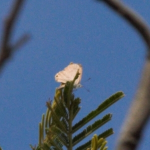 Acrodipsas myrmecophila at suppressed - 12 Mar 2022