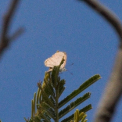 Acrodipsas myrmecophila (Small Ant-blue Butterfly) at suppressed - 12 Mar 2022 by RAllen