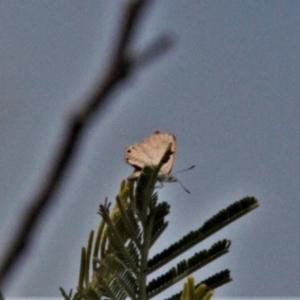 Acrodipsas myrmecophila at suppressed - 12 Mar 2022