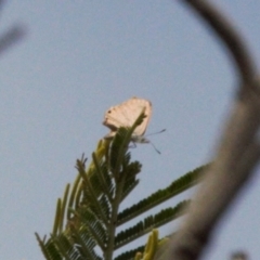 Acrodipsas myrmecophila at suppressed - 12 Mar 2022