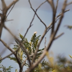 Acrodipsas myrmecophila at suppressed - 12 Mar 2022