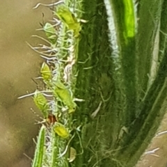 Aphididae (family) at Gundaroo, NSW - 10 Mar 2022