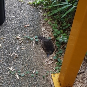 Ornithorhynchus anatinus at Acton, ACT - 15 Mar 2022