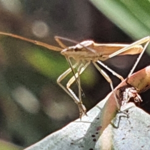 Mutusca brevicornis at Gundaroo, NSW - 10 Mar 2022