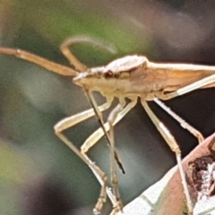 Mutusca brevicornis at Gundaroo, NSW - 10 Mar 2022