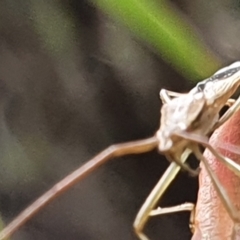 Mutusca brevicornis at Gundaroo, NSW - 10 Mar 2022