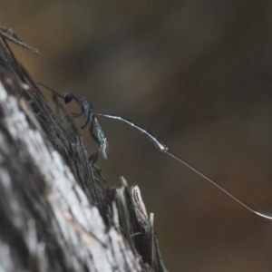 Gasteruption sp. (genus) at Aranda, ACT - 14 Mar 2022