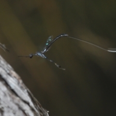 Gasteruption sp. (genus) at Aranda, ACT - 14 Mar 2022