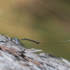 Gasteruption sp. (genus) at Aranda, ACT - 14 Mar 2022