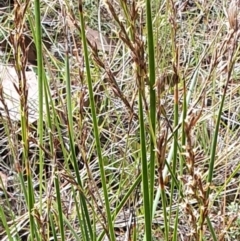 Lepidosperma laterale (Variable Sword Sedge) at Gundaroo, NSW - 10 Mar 2022 by Gunyijan