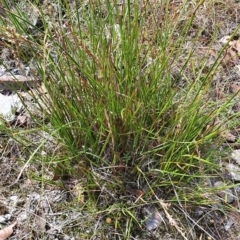 Lepidosperma laterale at Gundaroo, NSW - 10 Mar 2022