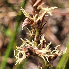 Lepidosperma laterale at Gundaroo, NSW - 10 Mar 2022