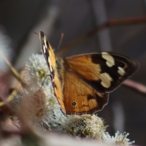 Heteronympha merope at Gundaroo, NSW - 10 Mar 2022