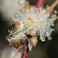 Apis mellifera at Gundaroo, NSW - 12 Mar 2022