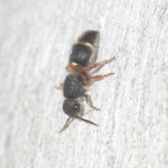 Mutillidae (family) at Black Mountain - 14 Mar 2022 05:22 PM
