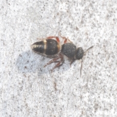 Mutillidae (family) at Black Mountain - 14 Mar 2022 05:22 PM