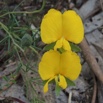 Gompholobium huegelii (Pale Wedge Pea) at Paddys River, ACT - 30 Nov 2021 by michaelb